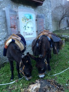 Le asinelle della Compagnia degli Asinelli a Borgo Tamar, Val Tramontina...